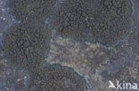 Ink lichen (Placynthium nigrum)