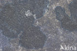 Ink lichen (Placynthium nigrum)