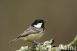 Zwarte Mees (Parus ater)