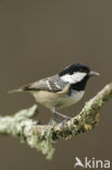 Zwarte Mees (Parus ater)