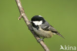 Zwarte Mees (Parus ater)