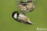 Zwarte Mees (Parus ater)