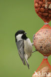 Zwarte Mees (Parus ater)