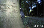 Black Woodpecker (Dryocopus martius)