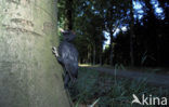 Black Woodpecker (Dryocopus martius)
