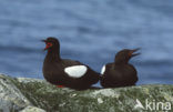 Black Guillemot