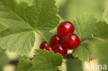 Red Currant (Ribes rubrum)