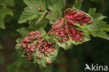 Aalbes (Ribes rubrum)