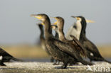 Aalscholver (Phalacrocorax carbo)