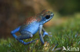 strawberry poison frog (Oophaga pumilio)