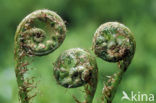 Western brackenfern (Pteridium aquilinum)