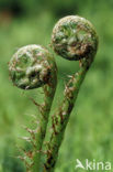 Western brackenfern (Pteridium aquilinum)