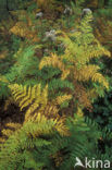 Western brackenfern (Pteridium aquilinum)