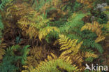 Western brackenfern (Pteridium aquilinum)