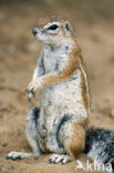 Afrikaanse grondeekhoorn (Xerus inauris)