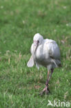 Afrikaanse Lepelaar (Platalea alba)