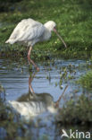 African Spoonbill (Platalea alba)