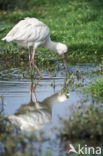 African Spoonbill (Platalea alba)