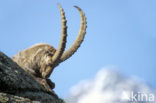 Ibex (Capra ibex)