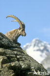 Alpen Steenbok (Capra ibex)