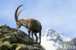 Alpen Steenbok (Capra ibex)