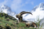 Alpen Steenbok (Capra ibex)