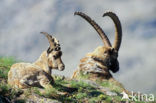 Alpen Steenbok (Capra ibex)