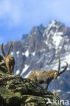 Alpen Steenbok (Capra ibex)