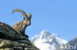 Alpen Steenbok (Capra ibex)