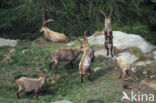 Alpen Steenbok (Capra ibex)