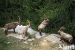 Ibex (Capra ibex)