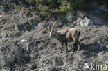 Alpen Steenbok (Capra ibex)