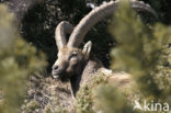 Alpen Steenbok (Capra ibex)