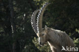 Alpen Steenbok (Capra ibex)