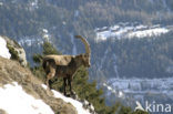 Alpen Steenbok (Capra ibex)