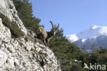 Alpen Steenbok (Capra ibex)