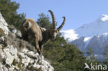 Alpen Steenbok (Capra ibex)