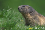 Alpine Marmot (Marmota marmota)