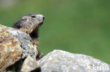 Alpine Marmot (Marmota marmota)
