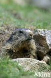 Alpine Marmot (Marmota marmota)