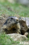 Alpenmarmot