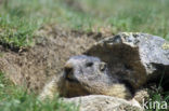 Alpine Marmot (Marmota marmota)