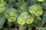 Amandelwolfsmelk (Euphorbia amygdaloides) 