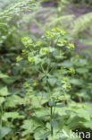 Amandelwolfsmelk (Euphorbia amygdaloides) 