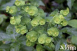 Amandelwolfsmelk (Euphorbia amygdaloides) 