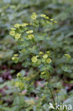 Amandelwolfsmelk (Euphorbia amygdaloides) 