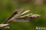 Juneberry (Amelanchier lamarckii)
