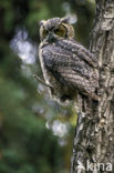 Amerikaanse Oehoe (Bubo virginianus)