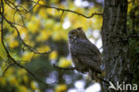 Great Horned Owl (Bubo virginianus)