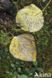 Amerikaanse ratelpopulier (Populus tremuloides)